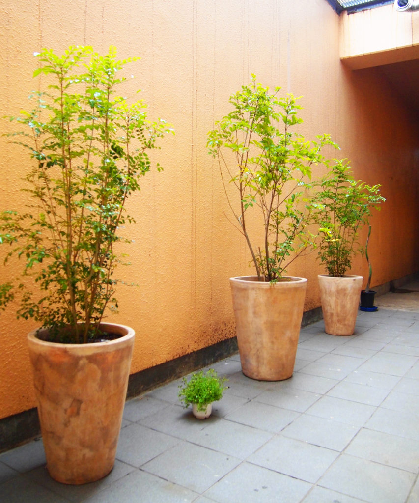 【納品事例２】観葉植物を千葉県松戸市の飲食店に納品しました！！