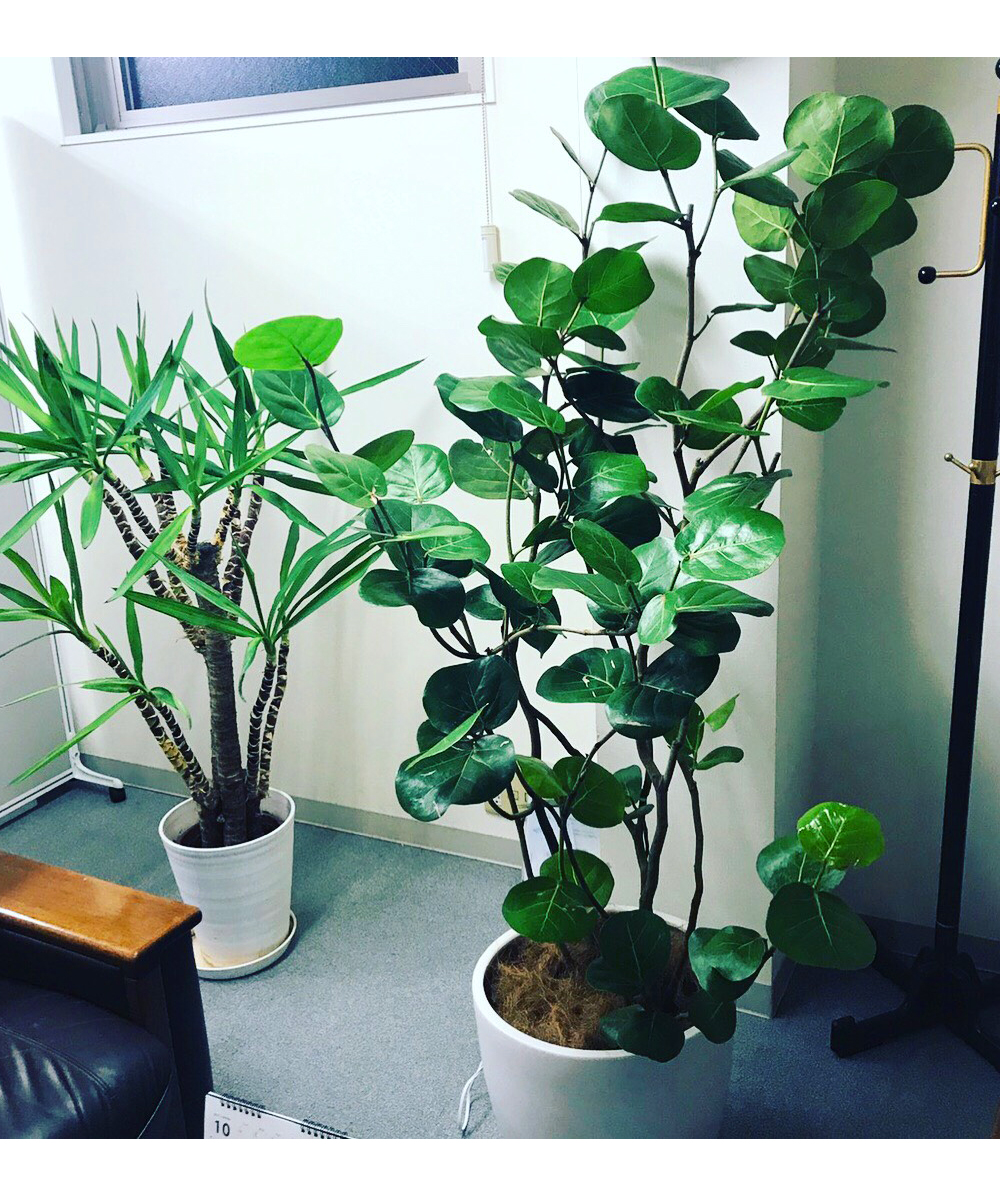 納品事例３ 観葉植物を東京都清瀬市のオフィスに納品しました 観葉植物のレンタルなら埼玉県新座市のアドグリーンへ