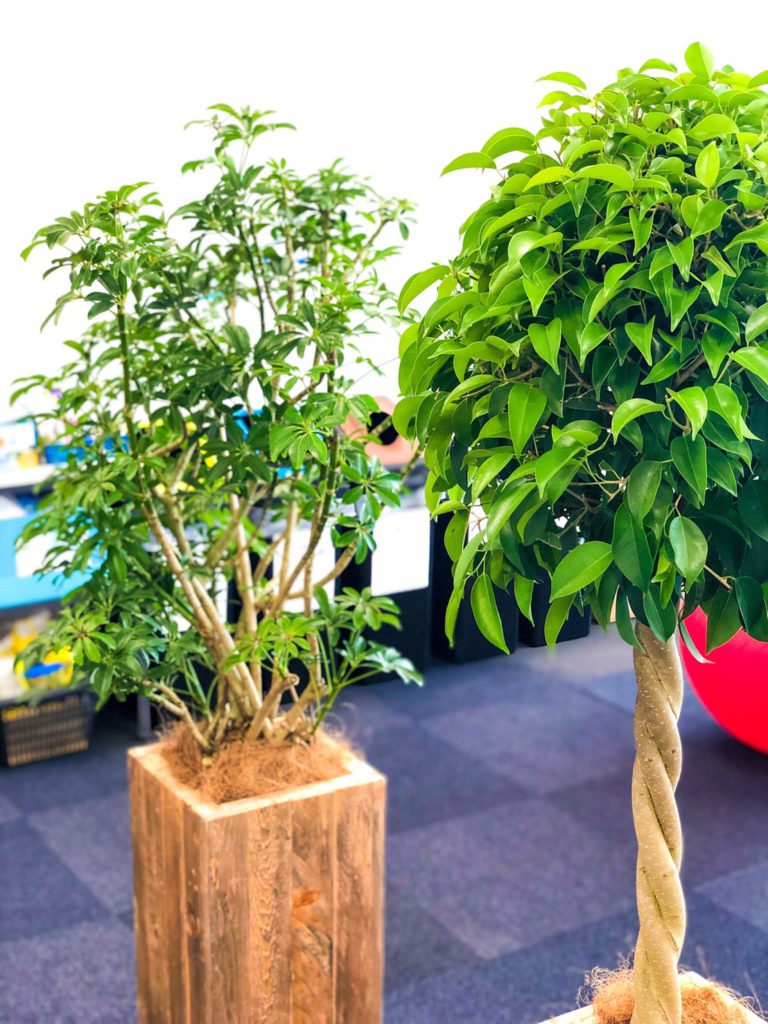 【納品事例７】観葉植物を東京都港区のオフィスに納品しました！！